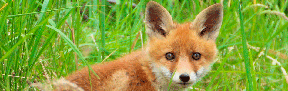 A Fox in the grass