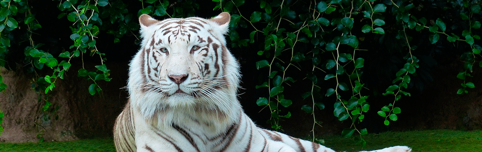 An Indian Bengal Tiger